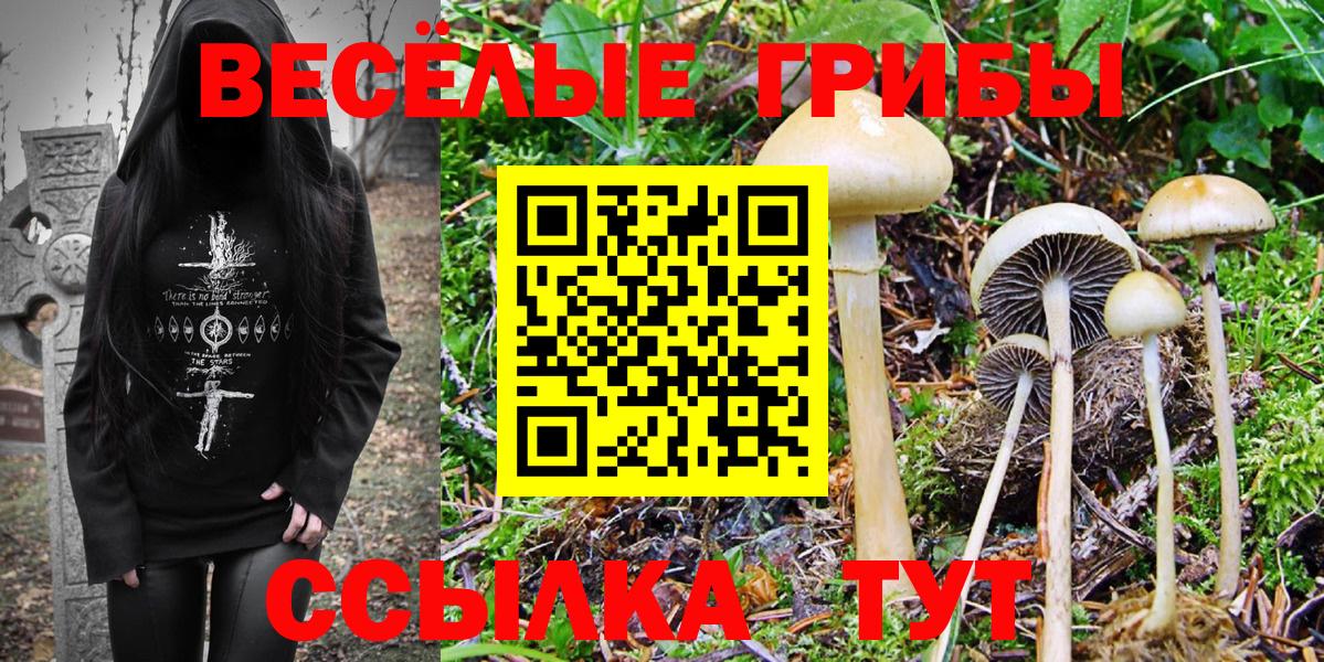 Псилоцибиновые грибы Psilocybe  Псилоцибиновые грибы прущие грибы  Родники 